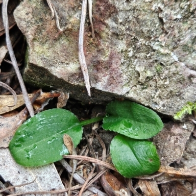 Pterostylis sp. (A Greenhood) at Uriarra Village, ACT - 9 May 2024 by BethanyDunne