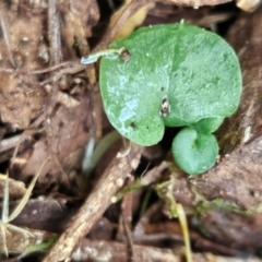 Corysanthes hispida (Bristly Helmet Orchid) at Namadgi National Park - 9 May 2024 by BethanyDunne