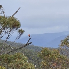 Petroica phoenicea (Flame Robin) at Namadgi National Park - 9 May 2024 by BethanyDunne