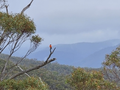 Petroica phoenicea (Flame Robin) at Namadgi National Park - 9 May 2024 by BethanyDunne