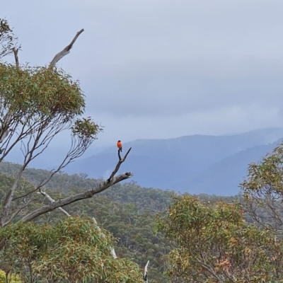 Petroica phoenicea (Flame Robin) at Uriarra Village, ACT - 9 May 2024 by BethanyDunne