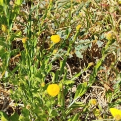 Unidentified Daisy at Birdsville, QLD - 2 May 2024 by Mike