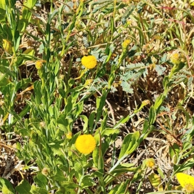 Unidentified Daisy at Birdsville, QLD - 2 May 2024 by Mike
