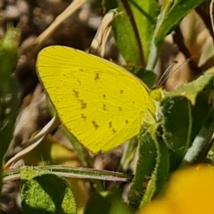 Eurema smilax (Small Grass-yellow) at Birdsville, QLD - 2 May 2024 by Mike