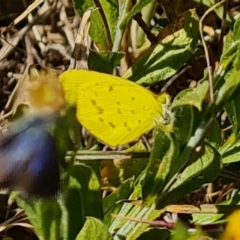 Eurema smilax at Birdsville, QLD - 2 May 2024 12:13 PM