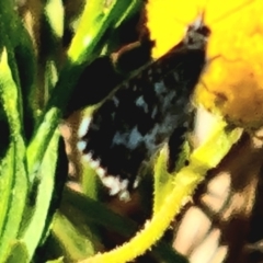Unidentified Butterfly (Lepidoptera, Rhopalocera) at Birdsville, QLD - 2 May 2024 by Mike