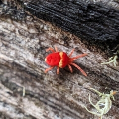 Paratrombium sp. (genus) (A velvet mite) at Tennent, ACT - 9 May 2024 by HelenCross