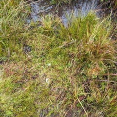 Euastacus sp. (genus) at Namadgi National Park - 9 May 2024