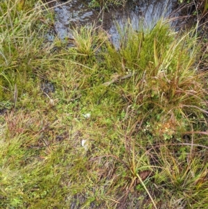 Euastacus sp. (genus) at Namadgi National Park - 9 May 2024