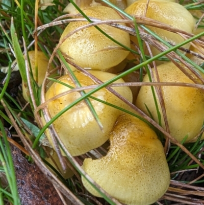 Unidentified Cap on a stem; gills below cap [mushrooms or mushroom-like] at Tennent, ACT - 9 May 2024 by HelenCross