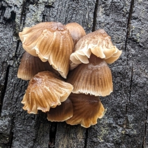 Unidentified Cap on a stem; gills below cap [mushrooms or mushroom-like] at Tennent, ACT by HelenCross