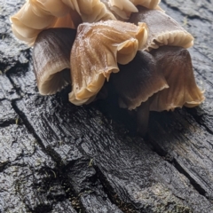 Mycena sp. at Namadgi National Park - 9 May 2024