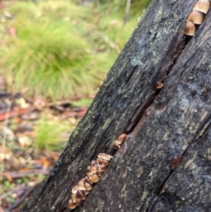 Mycena sp. at Namadgi National Park - 9 May 2024