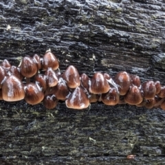 Mycena sp. (genus) (Mycena) at Namadgi National Park - 9 May 2024 by HelenCross