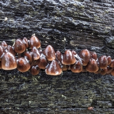 Mycena sp. (genus) (Mycena) at Namadgi National Park - 9 May 2024 by HelenCross