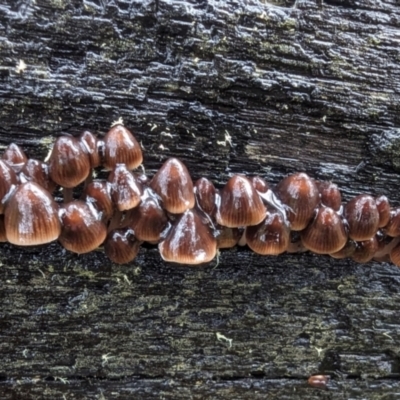 Unidentified Cap on a stem; gills below cap [mushrooms or mushroom-like] at Tennent, ACT - 9 May 2024 by HelenCross