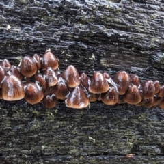 Unidentified Cap on a stem; gills below cap [mushrooms or mushroom-like] at Namadgi National Park - 9 May 2024 by HelenCross