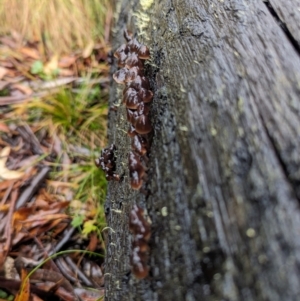 Mycena sp. at Namadgi National Park - 9 May 2024 11:22 AM