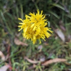 Podolepis hieracioides at Namadgi National Park - 9 May 2024 by HelenCross