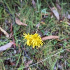 Podolepis hieracioides at Namadgi National Park - 9 May 2024