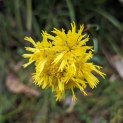 Podolepis hieracioides at Namadgi National Park - 9 May 2024