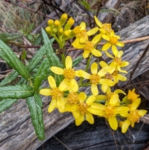 Senecio linearifolius var. latifolius at Namadgi National Park - 9 May 2024