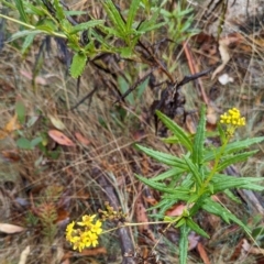 Senecio linearifolius var. latifolius at Namadgi National Park - 9 May 2024