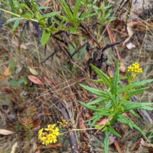 Senecio linearifolius var. latifolius at Namadgi National Park - 9 May 2024