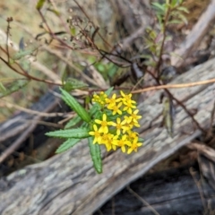 Senecio linearifolius var. latifolius at Namadgi National Park - 9 May 2024