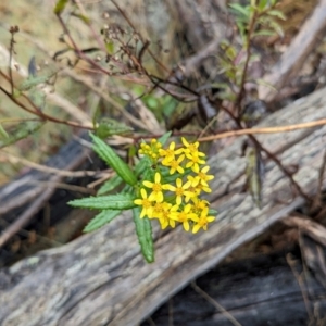 Senecio linearifolius var. latifolius at Namadgi National Park - 9 May 2024