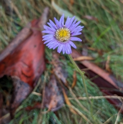 Brachyscome sp. (Cut-leaf Daisy) at Tennent, ACT - 9 May 2024 by HelenCross