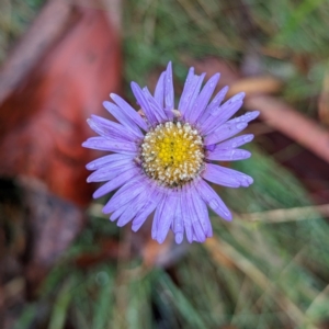 Brachyscome sp. at Namadgi National Park - 9 May 2024