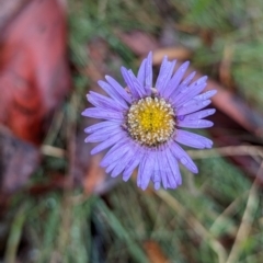 Brachyscome sp. at Namadgi National Park - 9 May 2024