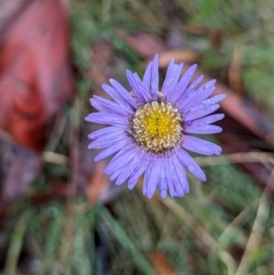 Brachyscome sp. at Namadgi National Park - 9 May 2024