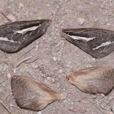 Abantiades (genus) (A Swift or Ghost moth) at Kambah, ACT - 8 May 2024 by TimL