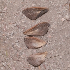 Abantiades (genus) at Tidbinbilla Nature Reserve - 8 May 2024 11:19 AM