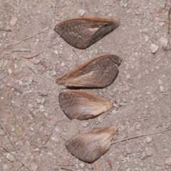 Abantiades (genus) at Tidbinbilla Nature Reserve - 8 May 2024