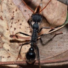 Myrmecia tarsata (Bull ant or Bulldog ant) at Kambah, ACT - 8 May 2024 by TimL