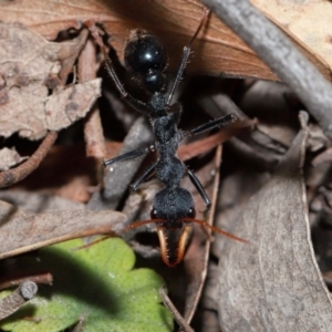 Myrmecia tarsata at Tidbinbilla Nature Reserve - 8 May 2024 11:37 AM