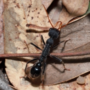 Myrmecia tarsata at Tidbinbilla Nature Reserve - 8 May 2024 11:37 AM