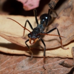 Myrmecia tarsata at Tidbinbilla Nature Reserve - 8 May 2024 11:37 AM