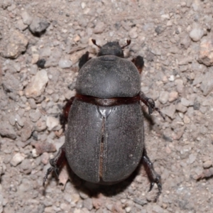 Dynastinae (subfamily) at Tidbinbilla Nature Reserve - 8 May 2024