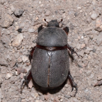 Unidentified Scarab beetle (Scarabaeidae) at suppressed - 8 May 2024 by TimL