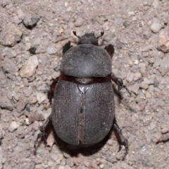 Unidentified Scarab beetle (Scarabaeidae) at Kambah, ACT - 8 May 2024 by TimL