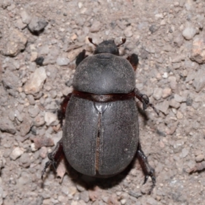 Unidentified Scarab beetle (Scarabaeidae) at Kambah, ACT by TimL