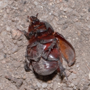 Dynastinae (subfamily) at Tidbinbilla Nature Reserve - 8 May 2024