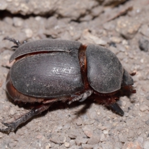 Dynastinae (subfamily) at Tidbinbilla Nature Reserve - 8 May 2024