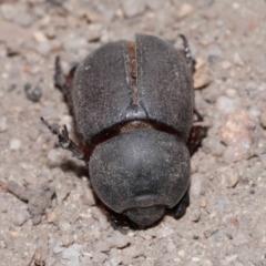 Dynastinae (subfamily) at Tidbinbilla Nature Reserve - 8 May 2024