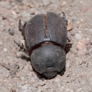 Dynastinae (subfamily) at Tidbinbilla Nature Reserve - 8 May 2024