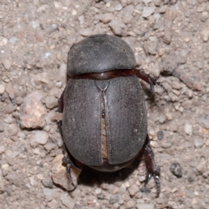 Dynastinae (subfamily) at Tidbinbilla Nature Reserve - 8 May 2024